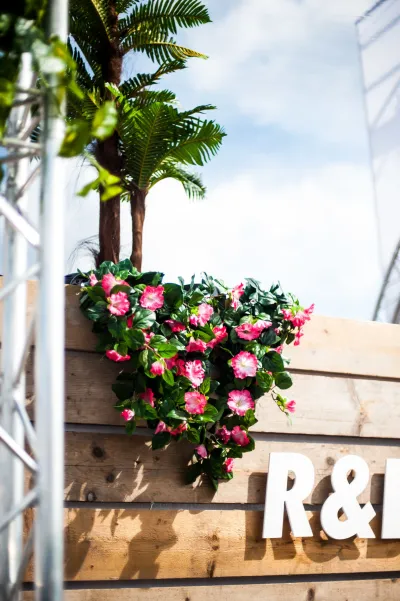 Hangpetunia Roze