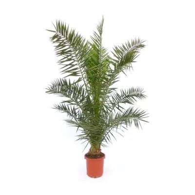 Phoenix Canariënsis palm ca. 200 cm