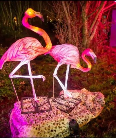 Flamingo 