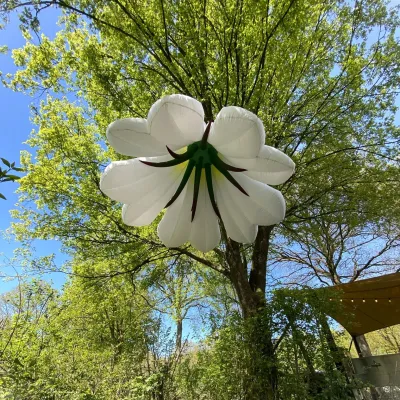 Lily Flower